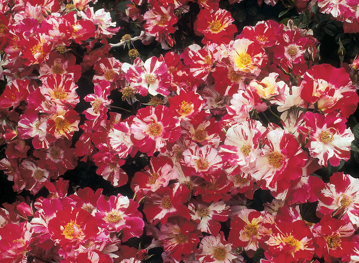 Fourth of July Climbing Rose 1.5 Gallon Pot