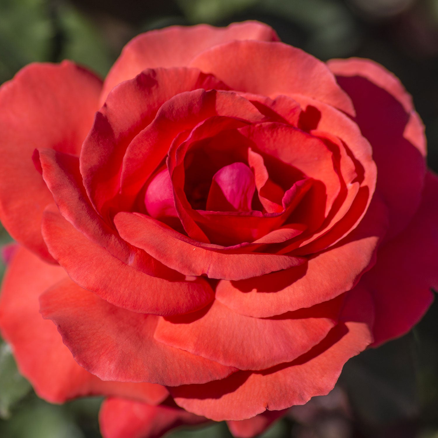 Fragrant Cloud Rose Plant 1.5 gallon Pot