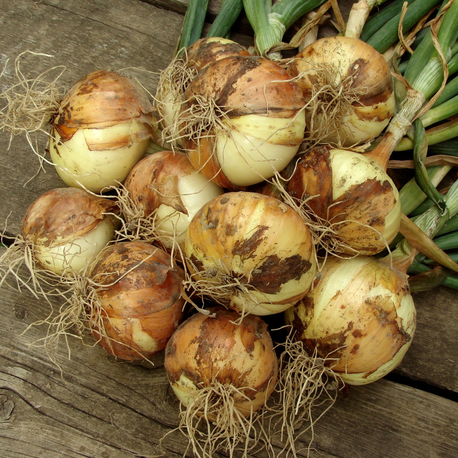 Mixed Yellow Red Onion Sets 8 oz. Non-GMO