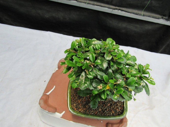 Fukien Tea Bonsai Tree - Aged Upright Style