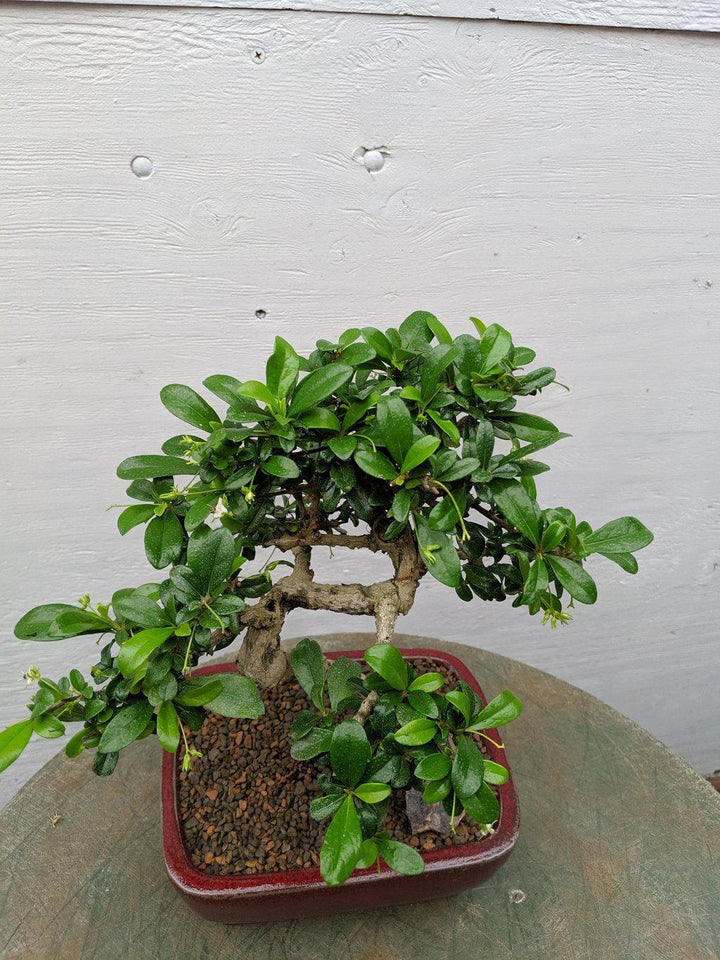 Fukien Tea Bonsai Tree - Curved Trunk Style