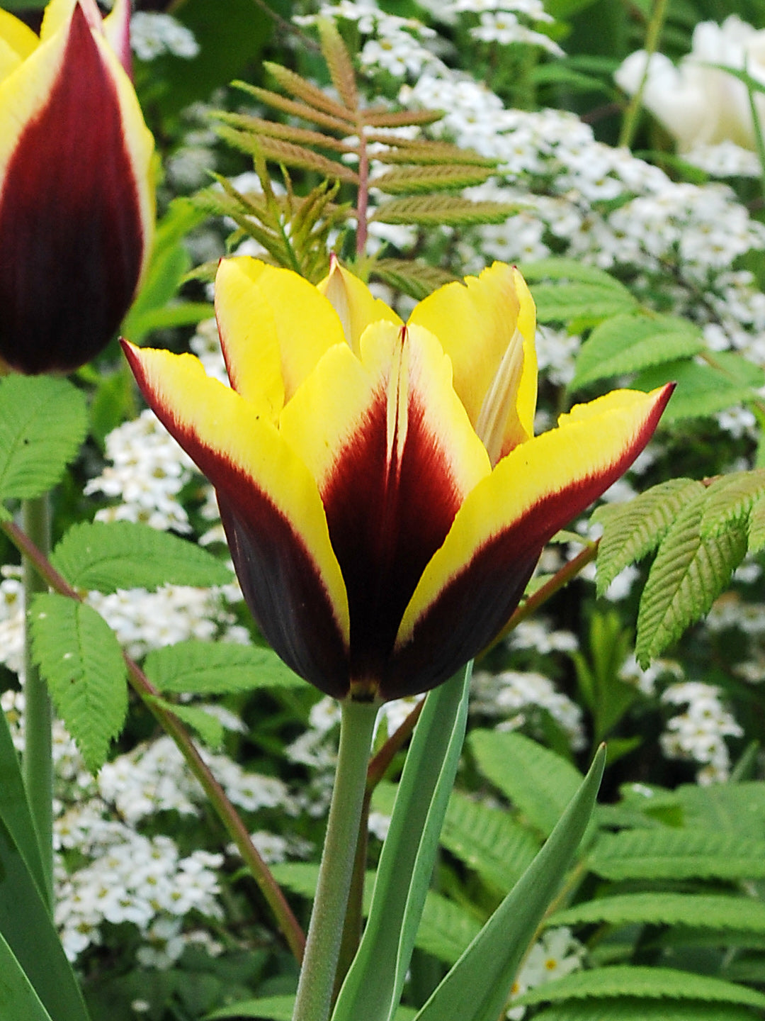 Gavota Triumph Tulip - 10 bulbs