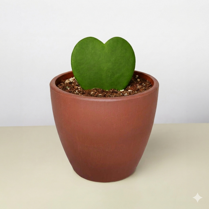 Hoya &