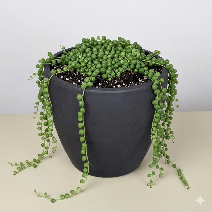 Succulent &