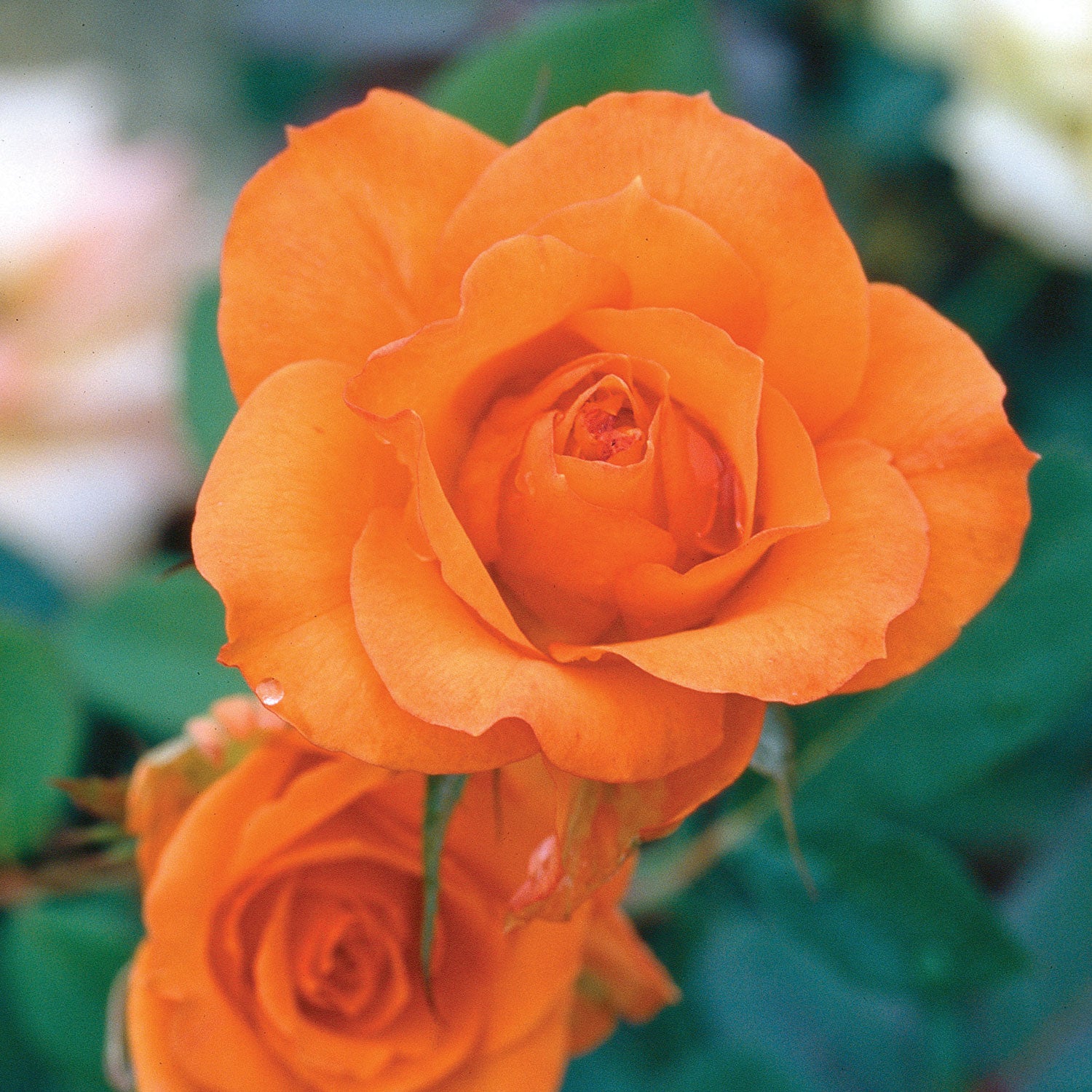 Gingersnap Floribunda Rose Plant 1.5 gallon Pot