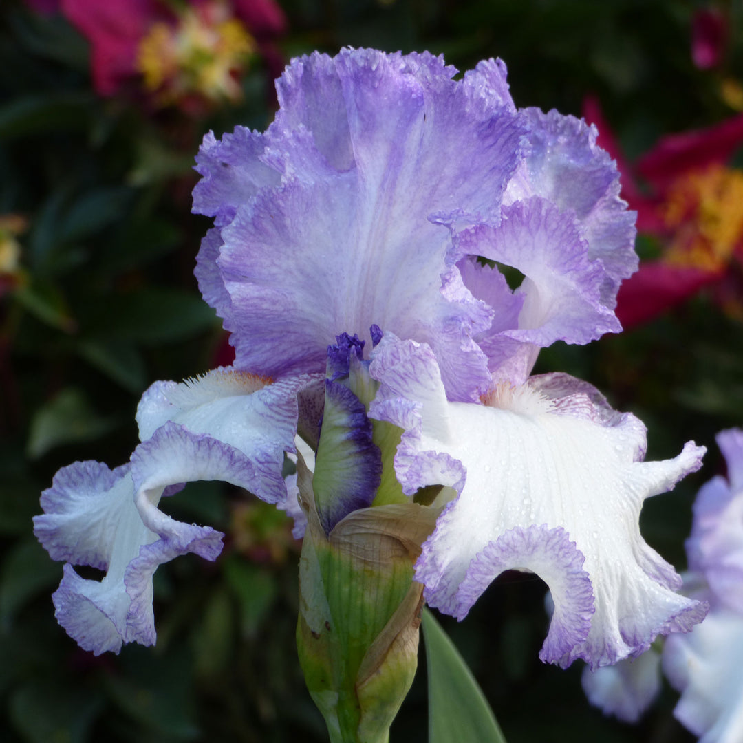 Girly Girl Fragrant Reblooming Iris Quart Container
