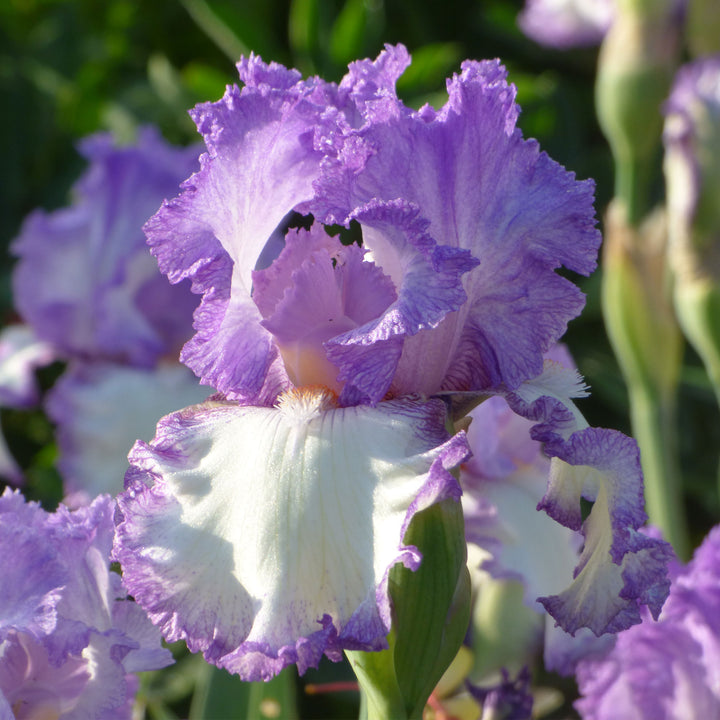 Girly Girl Fragrant Reblooming Iris Quart Container