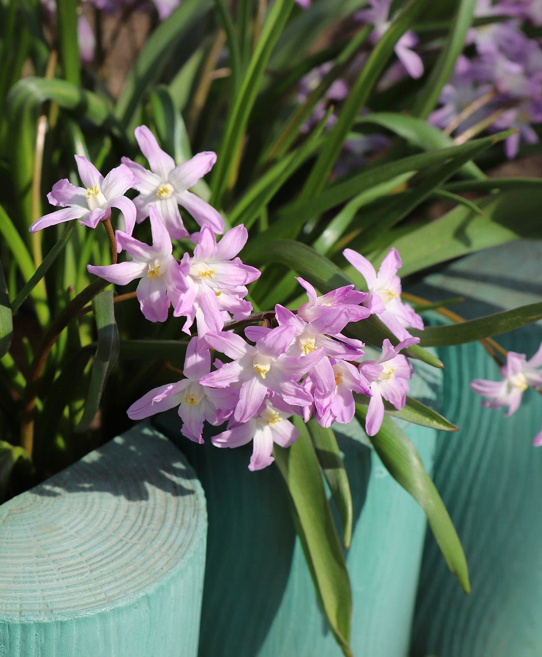 Pink Glory of the Snow - 25 bulbs