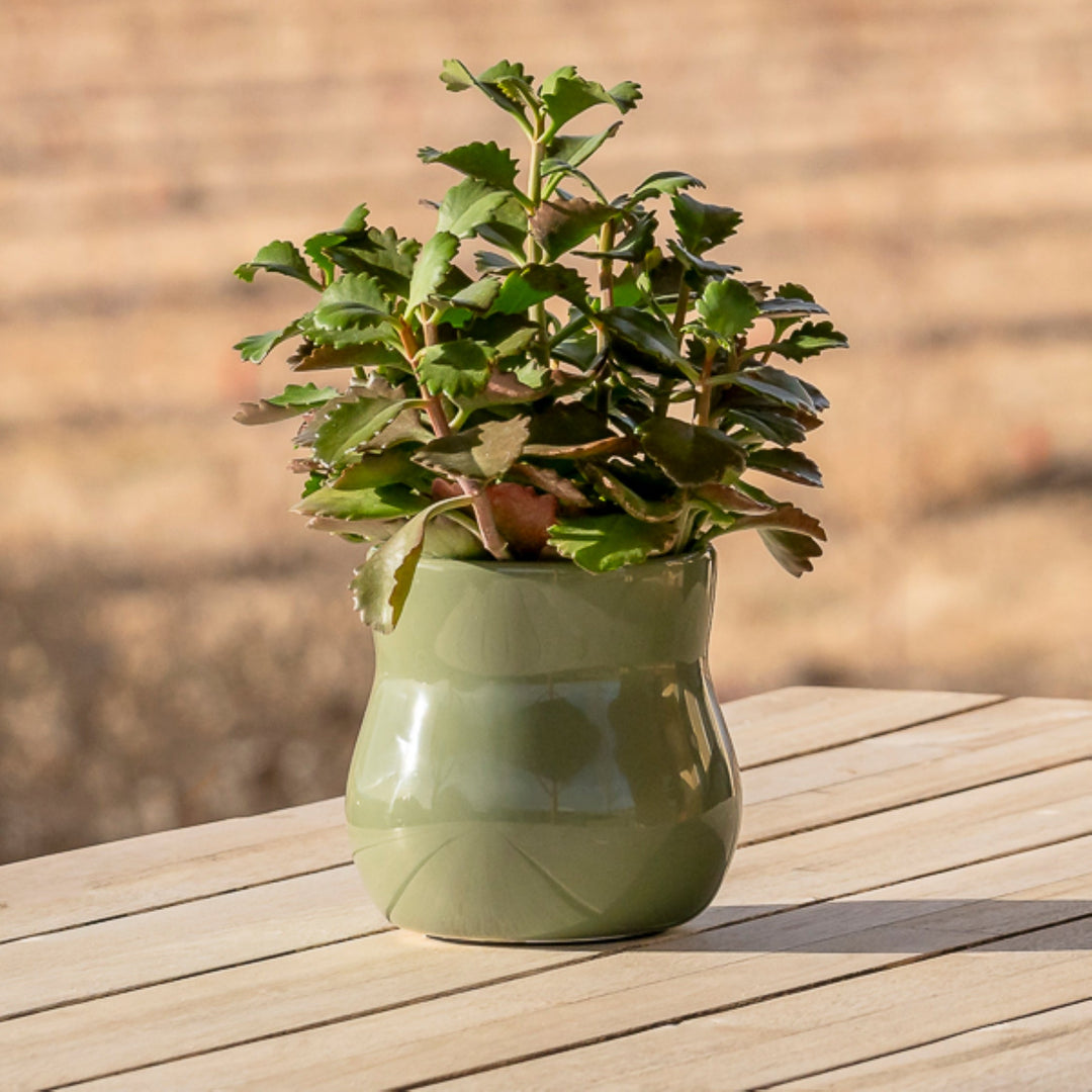 Ceramic Plant Pot with Rubber Liner - Forest Green