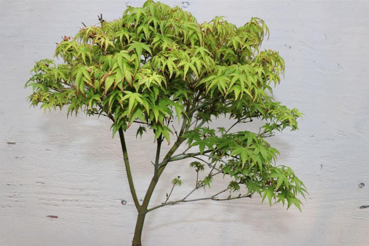 Green Japanese Maple Bonsai Tree