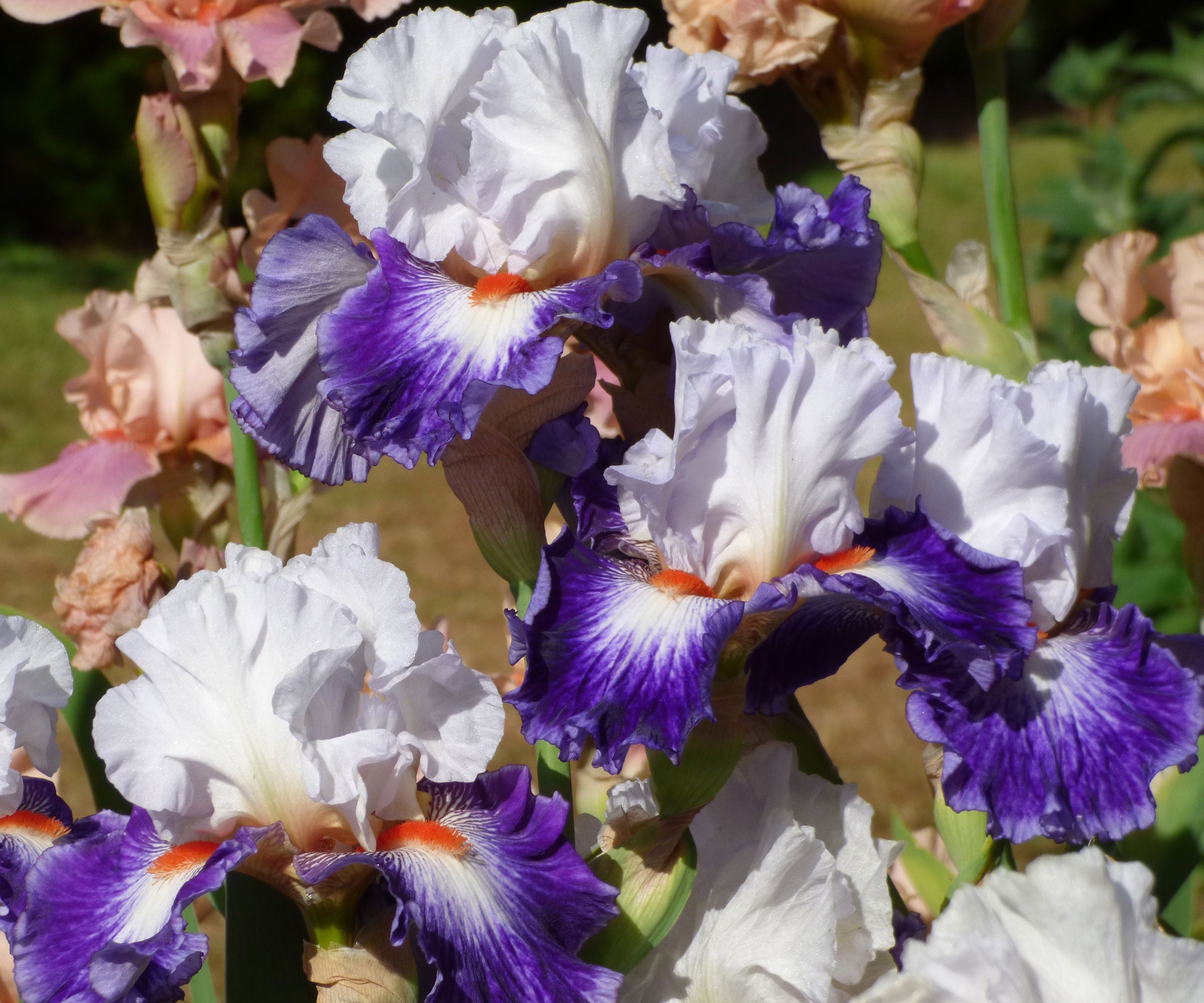 Gypsy Lord Bearded Iris Quart Pot