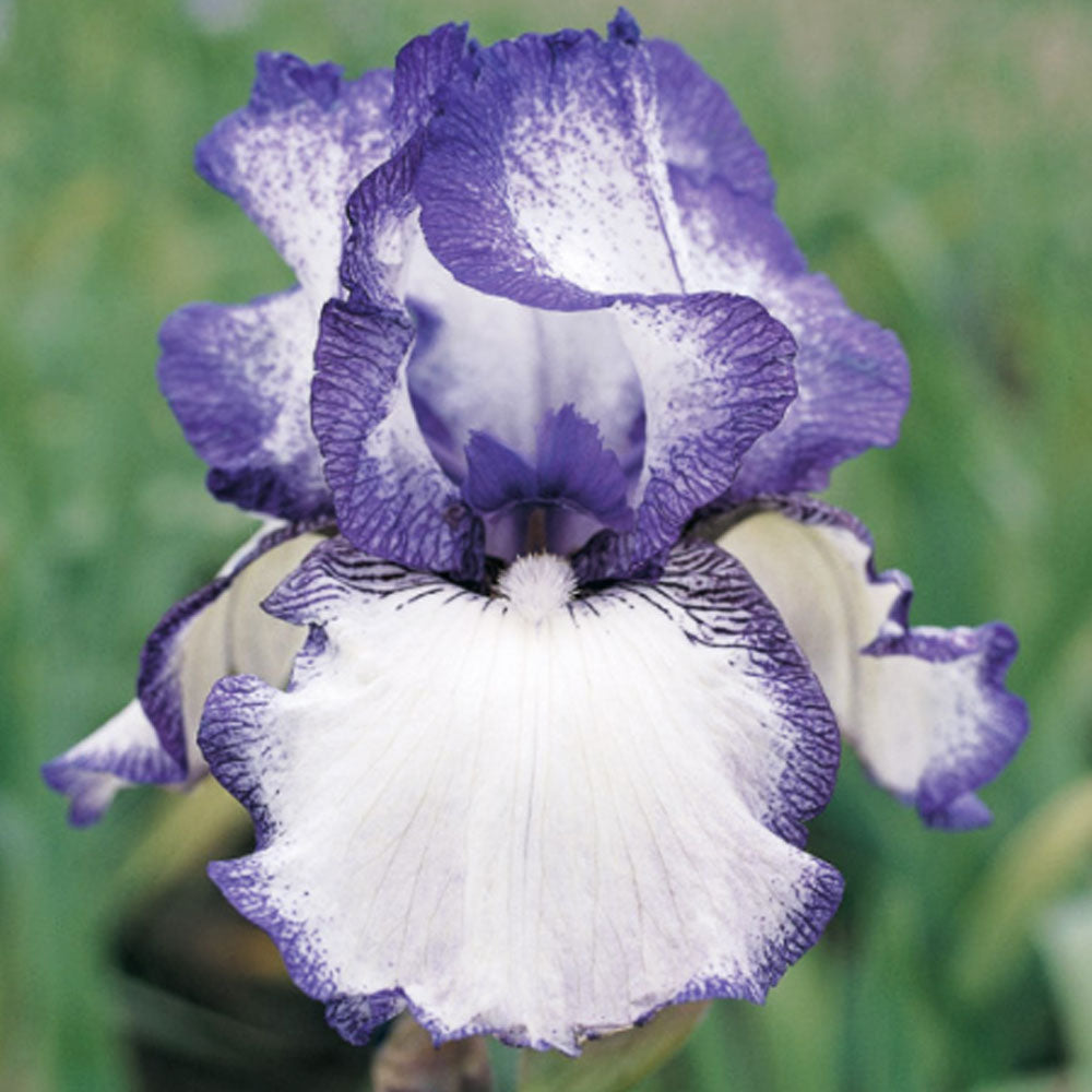 Hemstitched Reblooming Fragrant Bearded Iris Potted Quart Pot