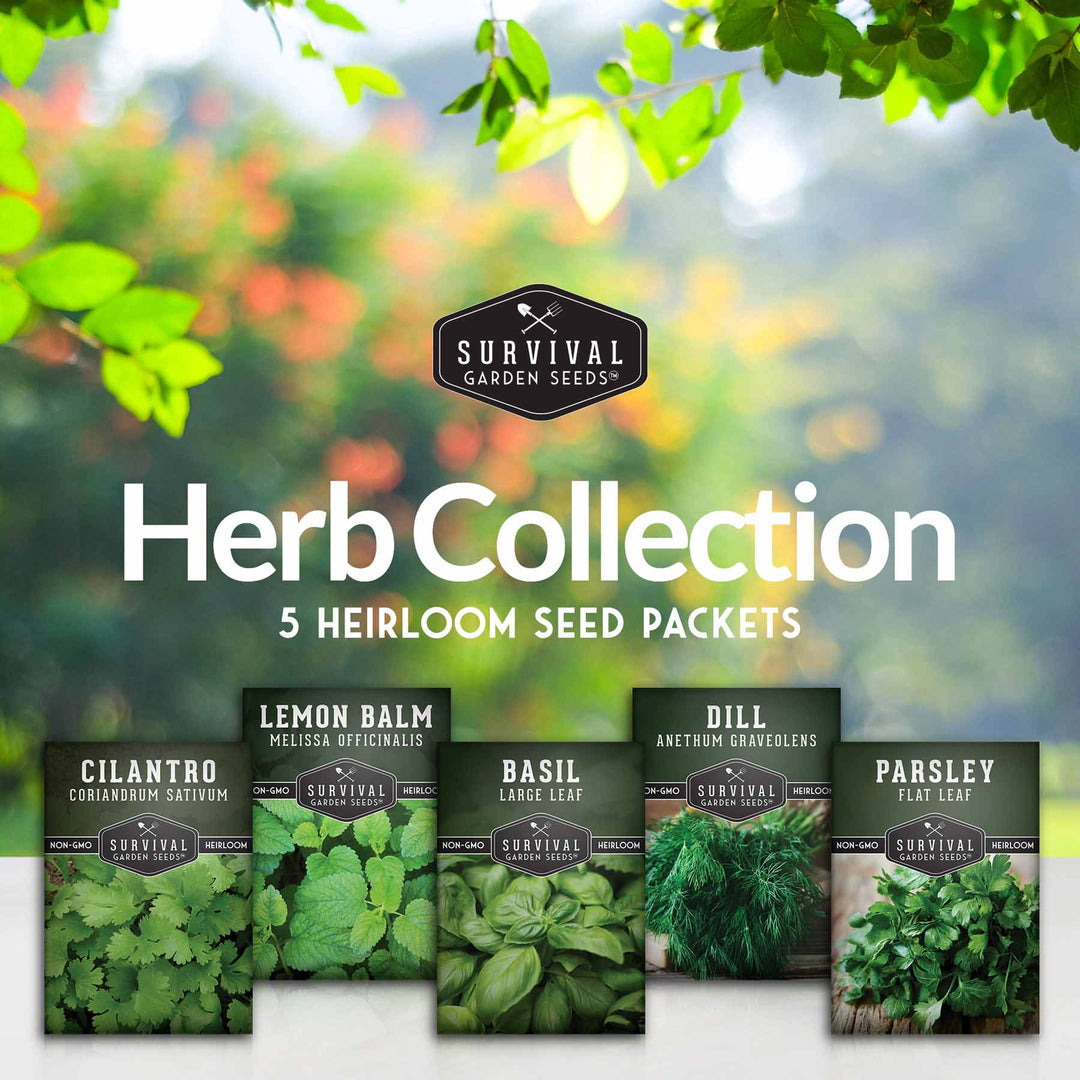 Herb Seeds Variety Pack – 5 Essential Culinary Herbs for Indoor or Outdoor Growing (Basil, Cilantro, Dill, Parsley &amp; Lemon Balm) – Heirloom Non-GMO Garden Starter Kit
