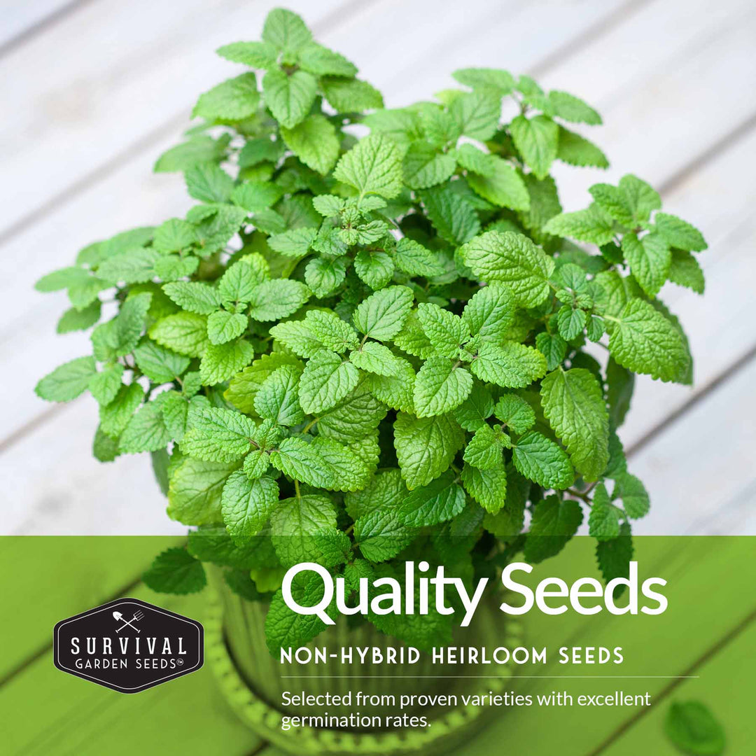 Herb Seeds Variety Pack – 5 Essential Culinary Herbs for Indoor or Outdoor Growing (Basil, Cilantro, Dill, Parsley &amp; Lemon Balm) – Heirloom Non-GMO Garden Starter Kit