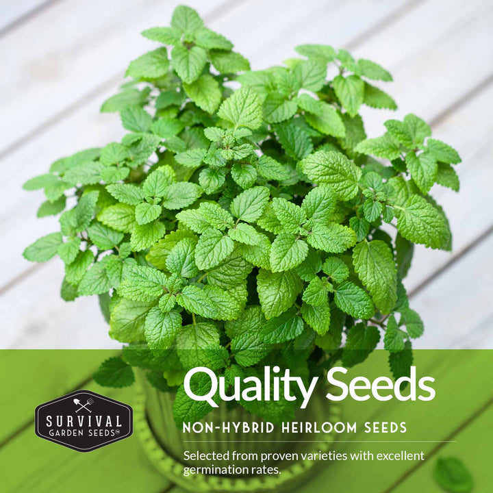 Herb Seeds Variety Pack – 5 Essential Culinary Herbs for Indoor or Outdoor Growing (Basil, Cilantro, Dill, Parsley &amp; Lemon Balm) – Heirloom Non-GMO Garden Starter Kit