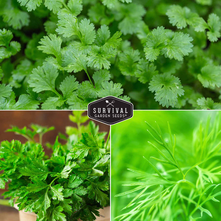 Herb Seeds Variety Pack – 5 Essential Culinary Herbs for Indoor or Outdoor Growing (Basil, Cilantro, Dill, Parsley &amp; Lemon Balm) – Heirloom Non-GMO Garden Starter Kit