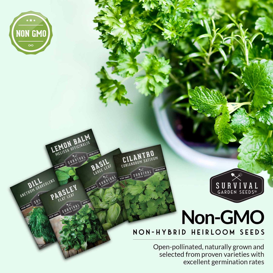 Herb Seeds Variety Pack – 5 Essential Culinary Herbs for Indoor or Outdoor Growing (Basil, Cilantro, Dill, Parsley &amp; Lemon Balm) – Heirloom Non-GMO Garden Starter Kit