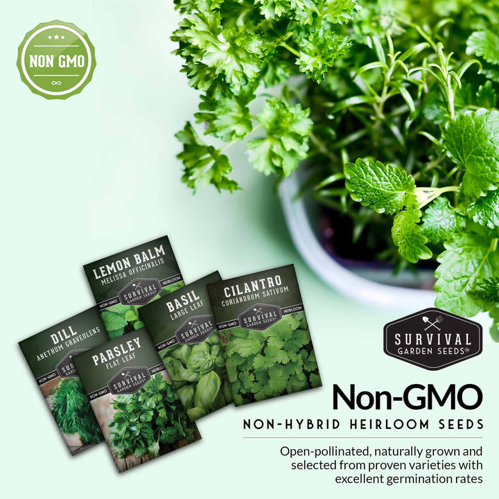 Herb Seeds Variety Pack – 5 Essential Culinary Herbs for Indoor or Outdoor Growing (Basil, Cilantro, Dill, Parsley &amp; Lemon Balm) – Heirloom Non-GMO Garden Starter Kit