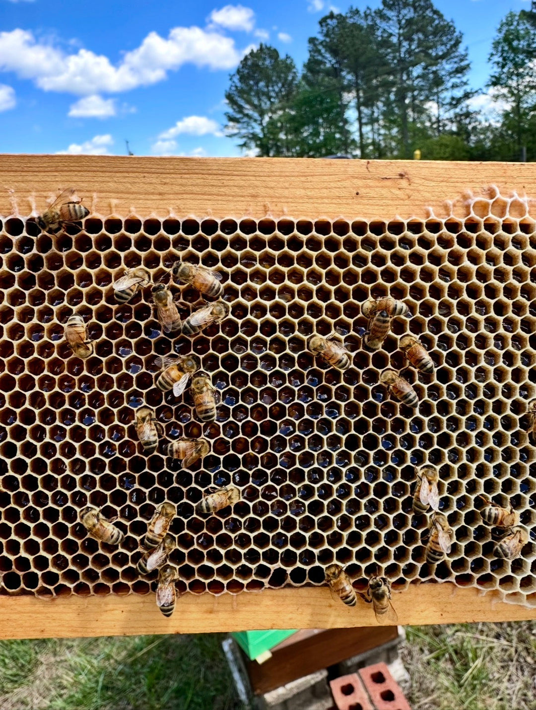 Collector’s Wax-Dipped Sourwood Honey