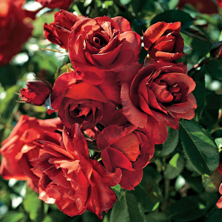 Hot Cocoa Rose 1.5 gallon Pot