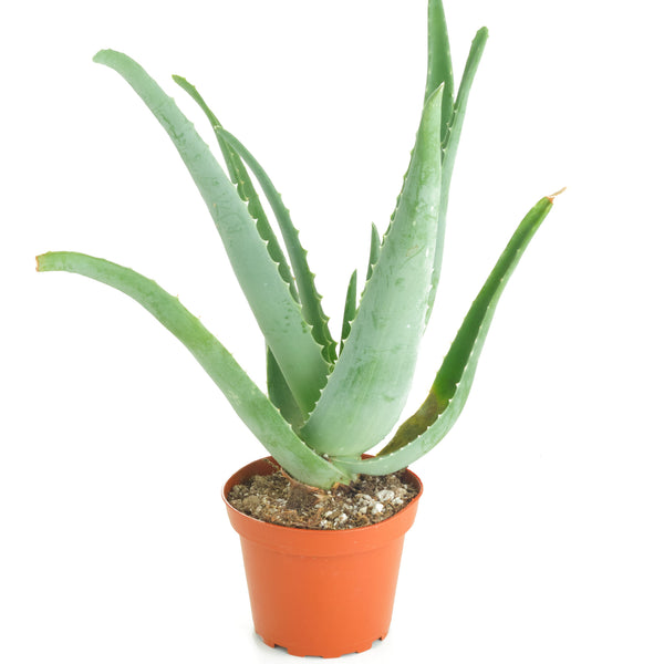 transparent aloe vera plant Aloe Vera Plant