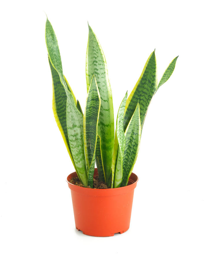 Sansevieria Laurentii &