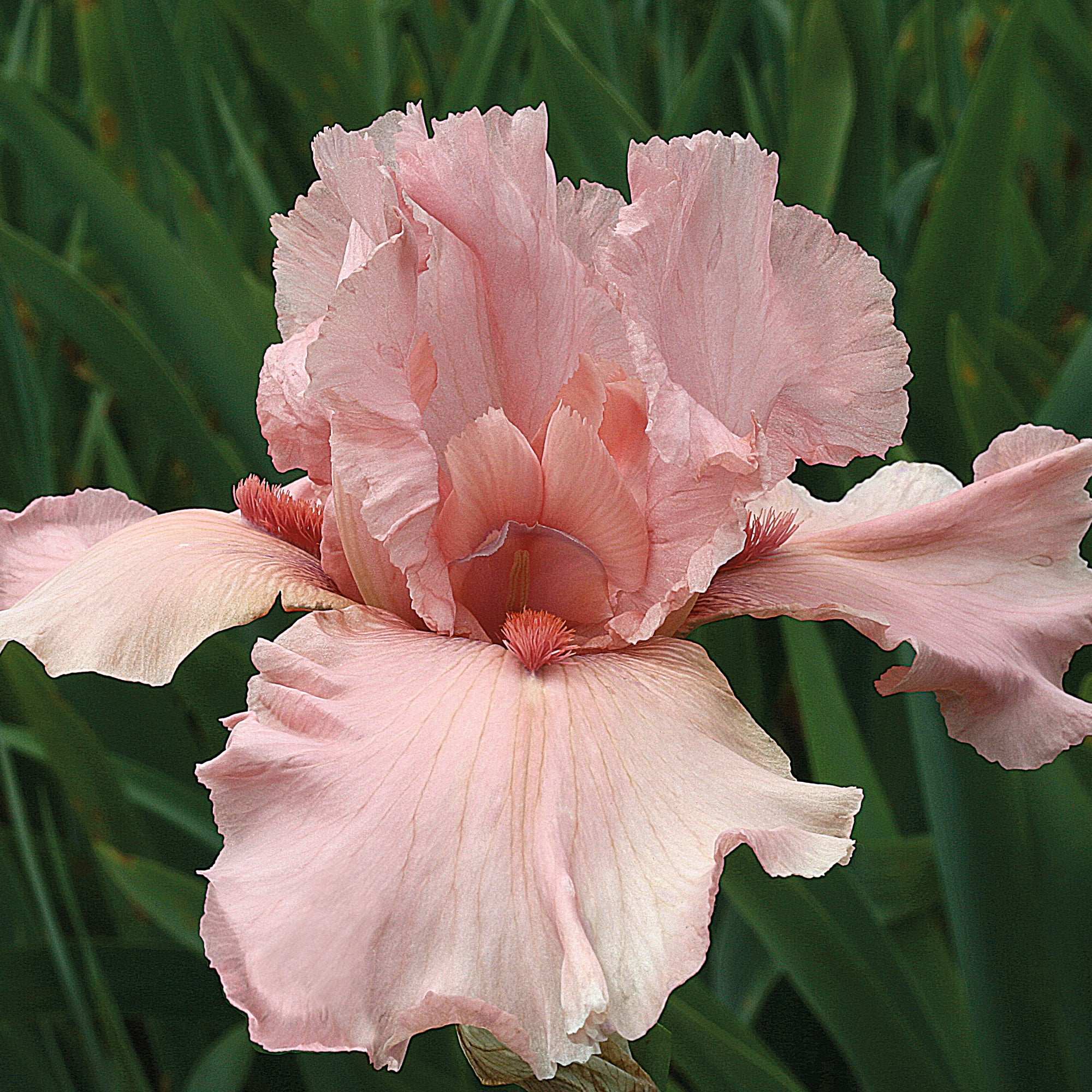 I Pink I Can Bearded Iris Potted Quart Pot