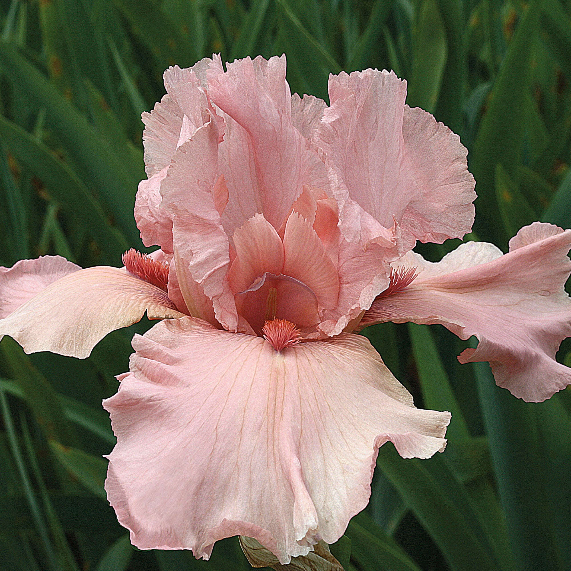 I Pink I Can Bearded Iris Potted Quart Pot - FREE SHIPPING