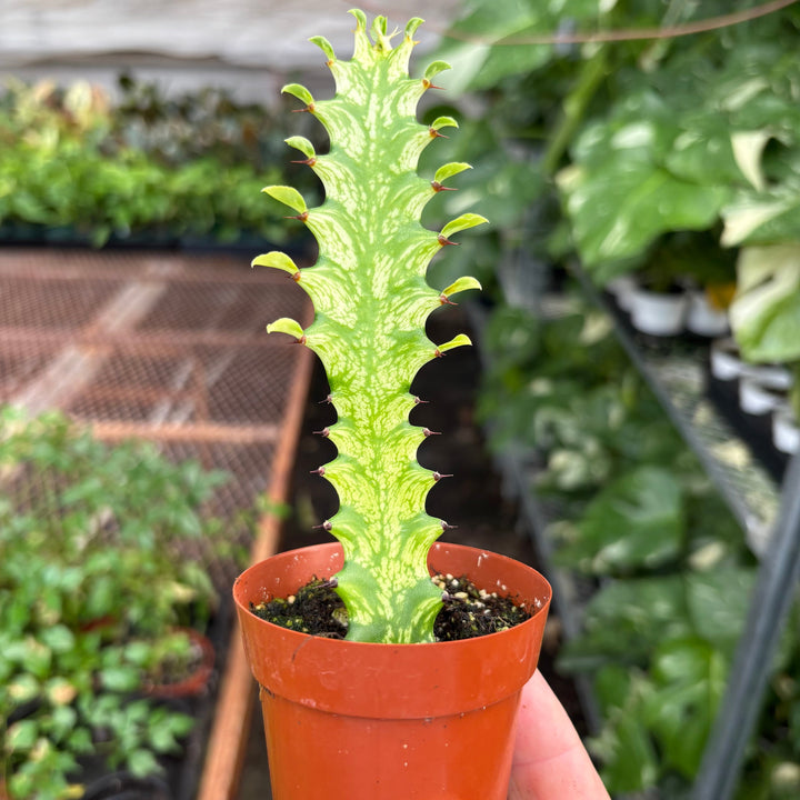 Euphorbia &