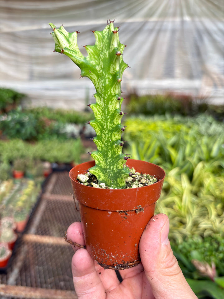 Euphorbia &