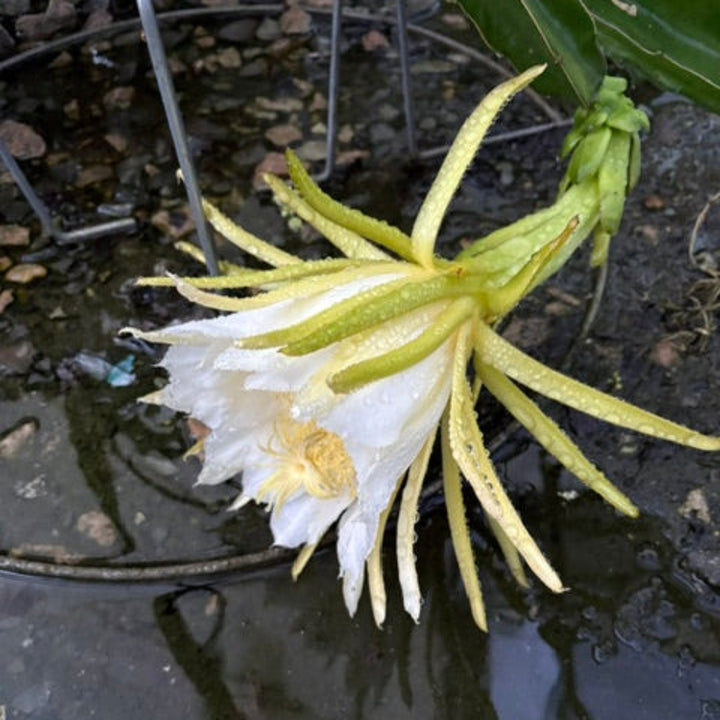 White Dragon Fruit