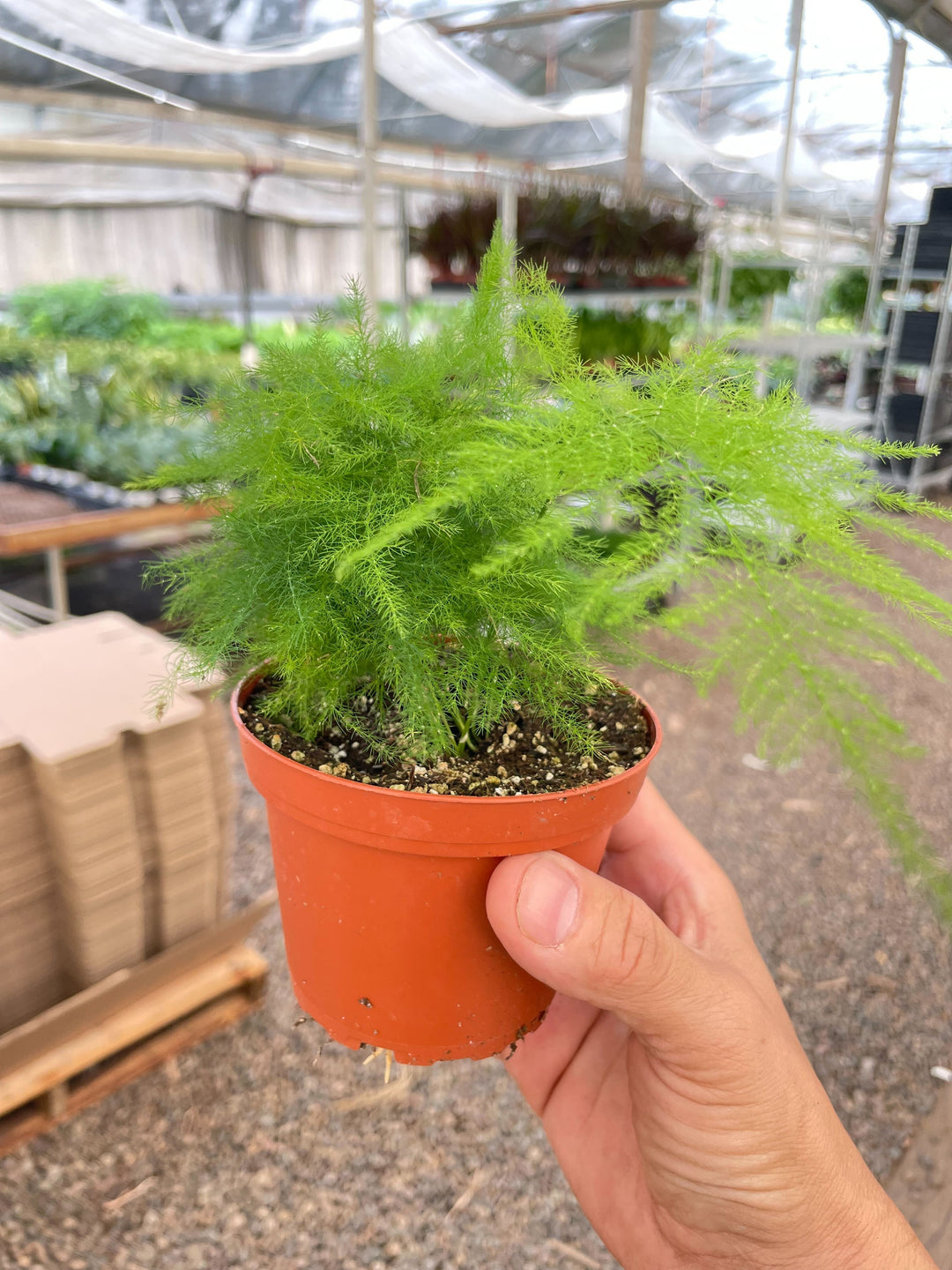 Fern &