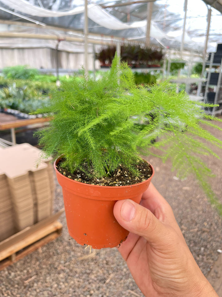 Fern &