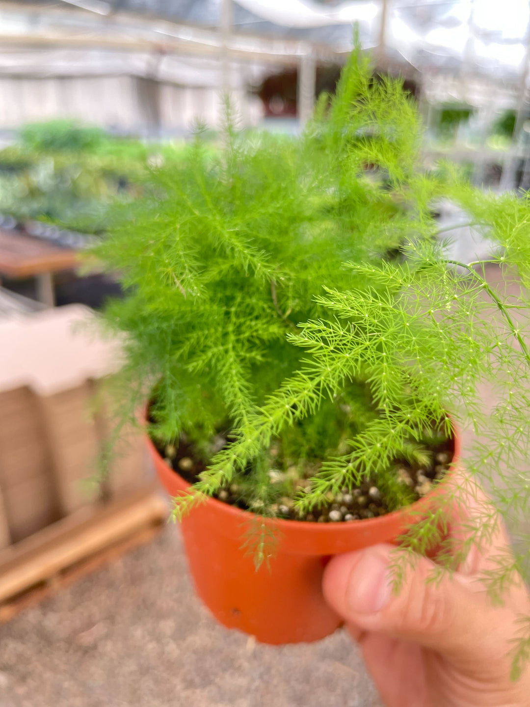 Fern &