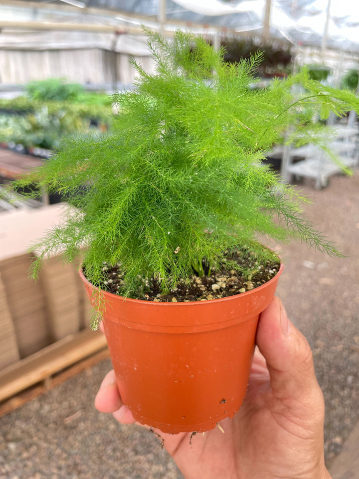 Fern &