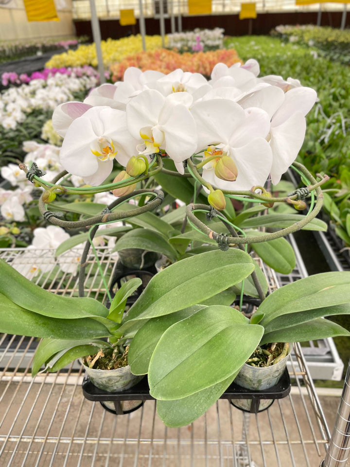 Orchid &
