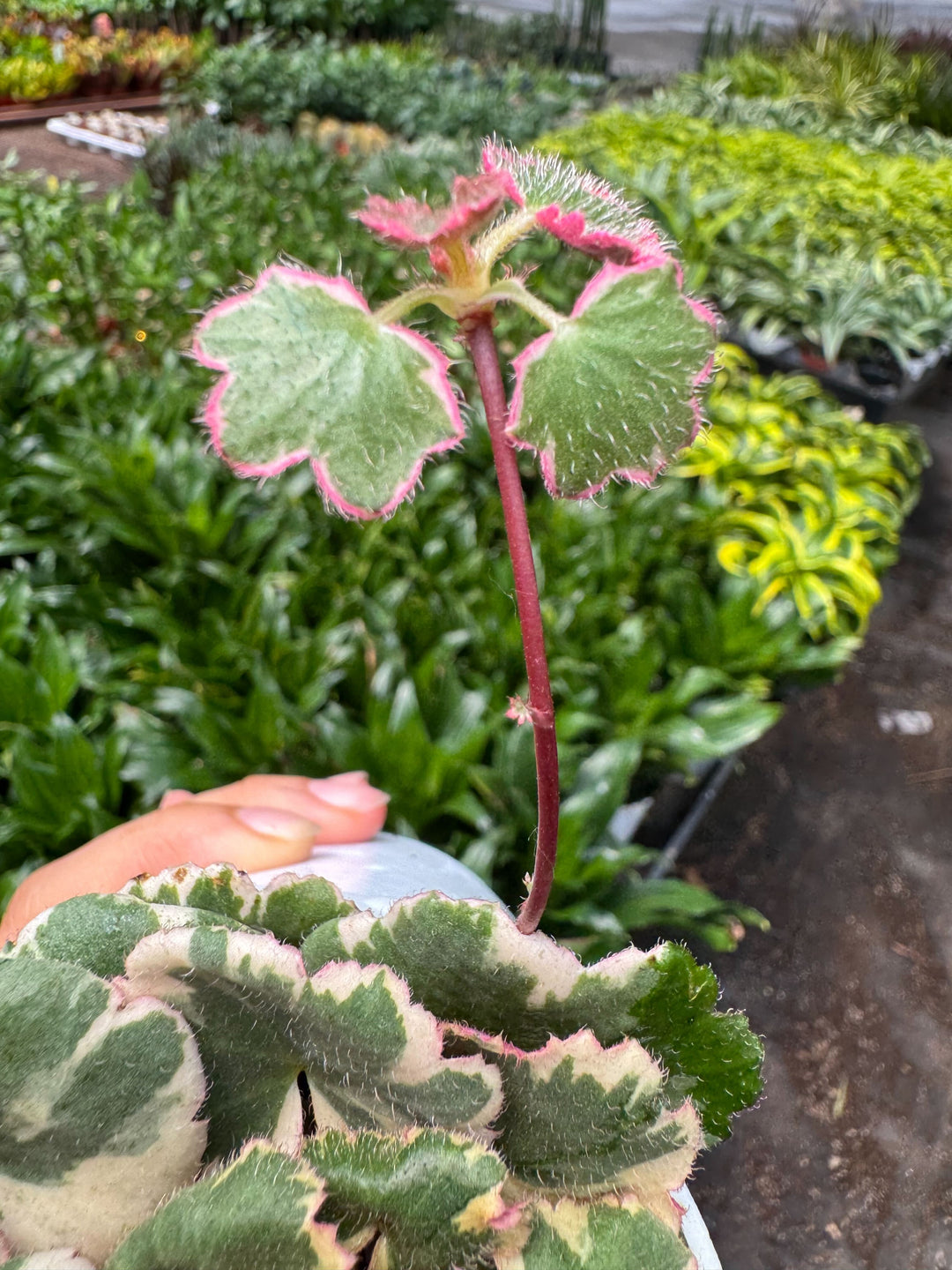Saxifraga Tricolor