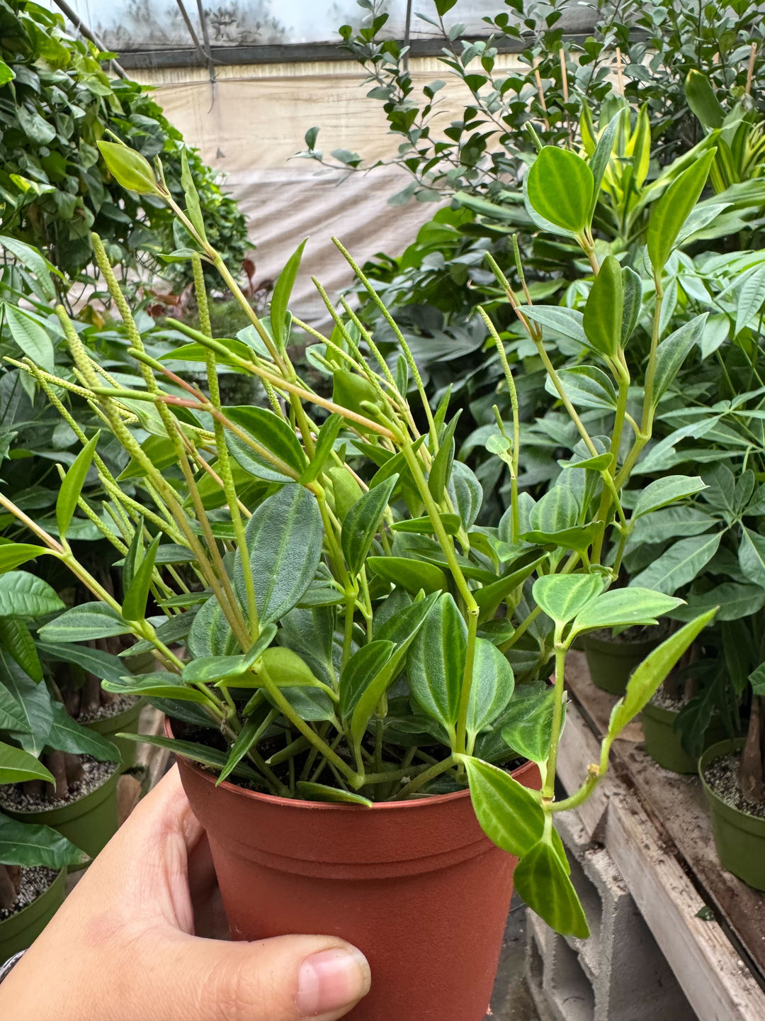 Peperomia &