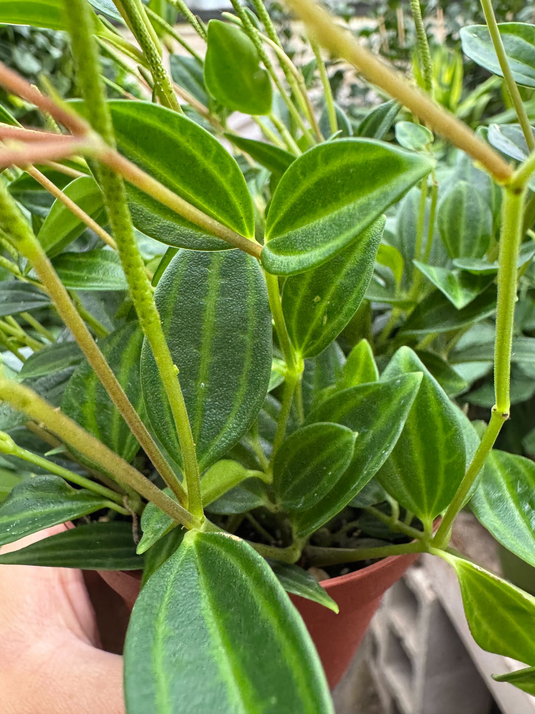 Peperomia &