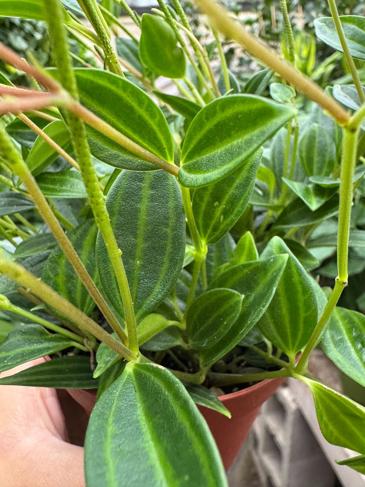 Peperomia &