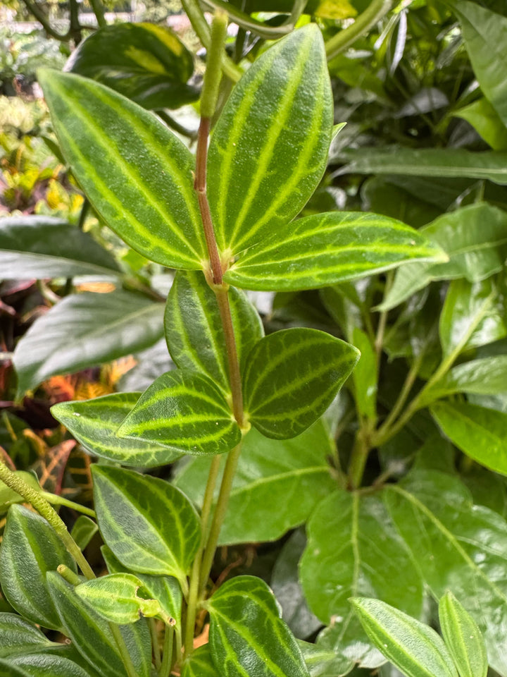 Peperomia &