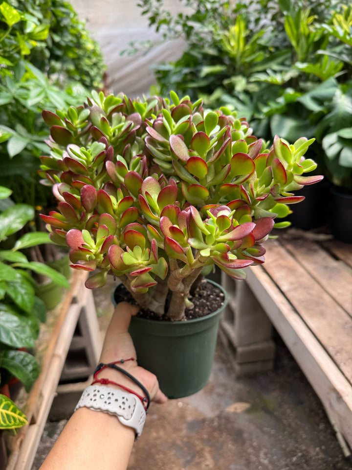 Succulent Crassula &