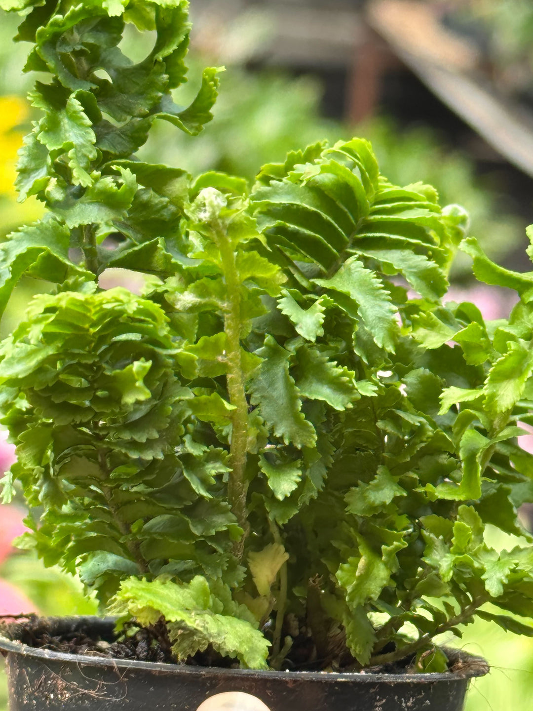Fern &