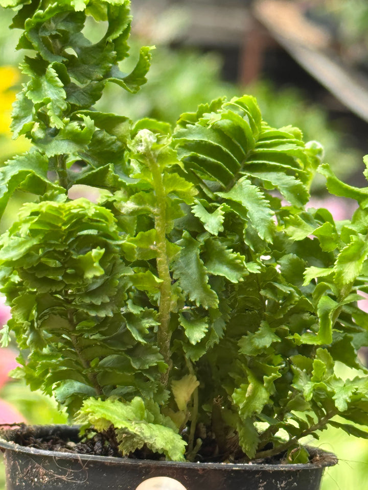Fern &