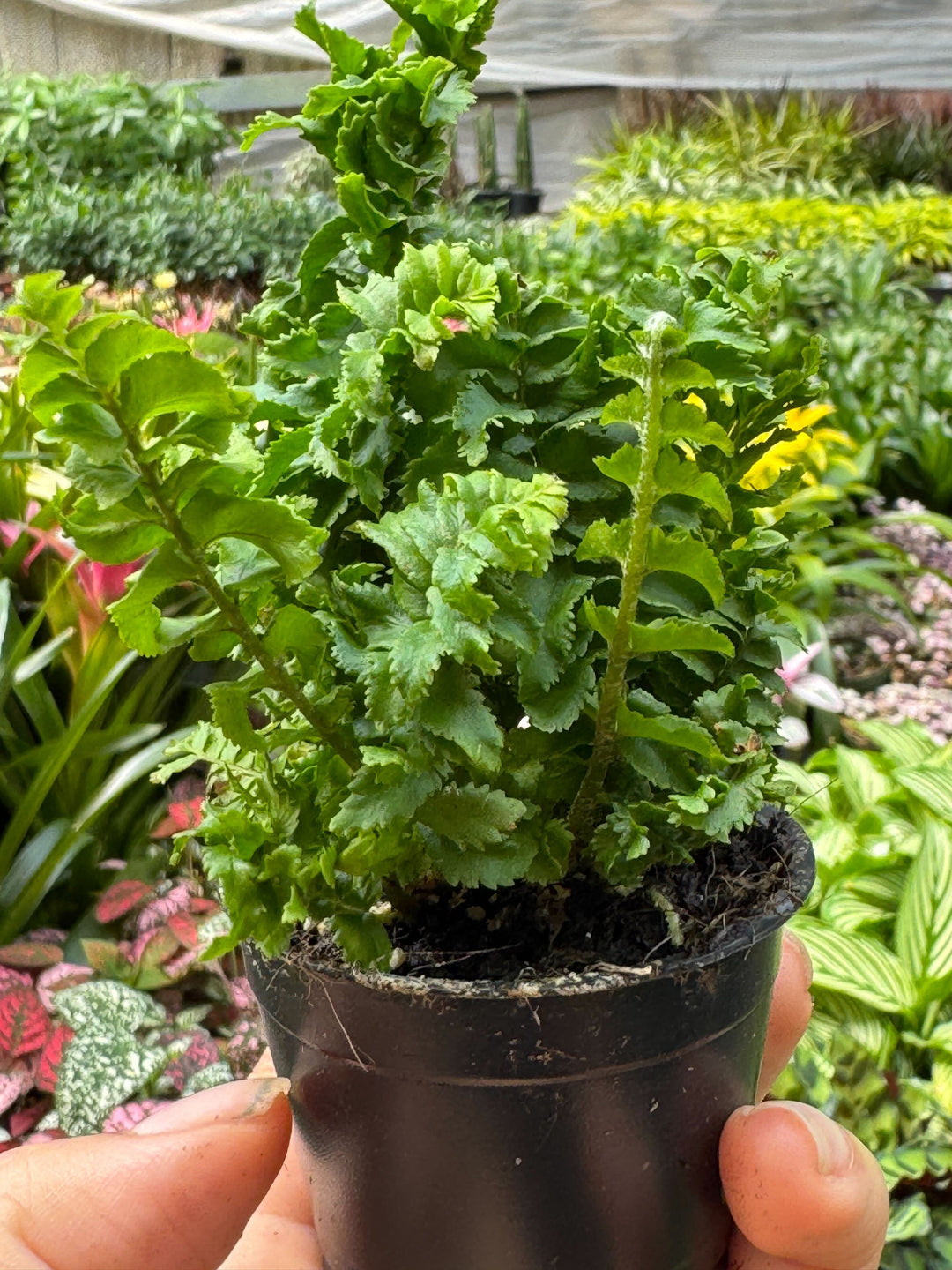 Fern &
