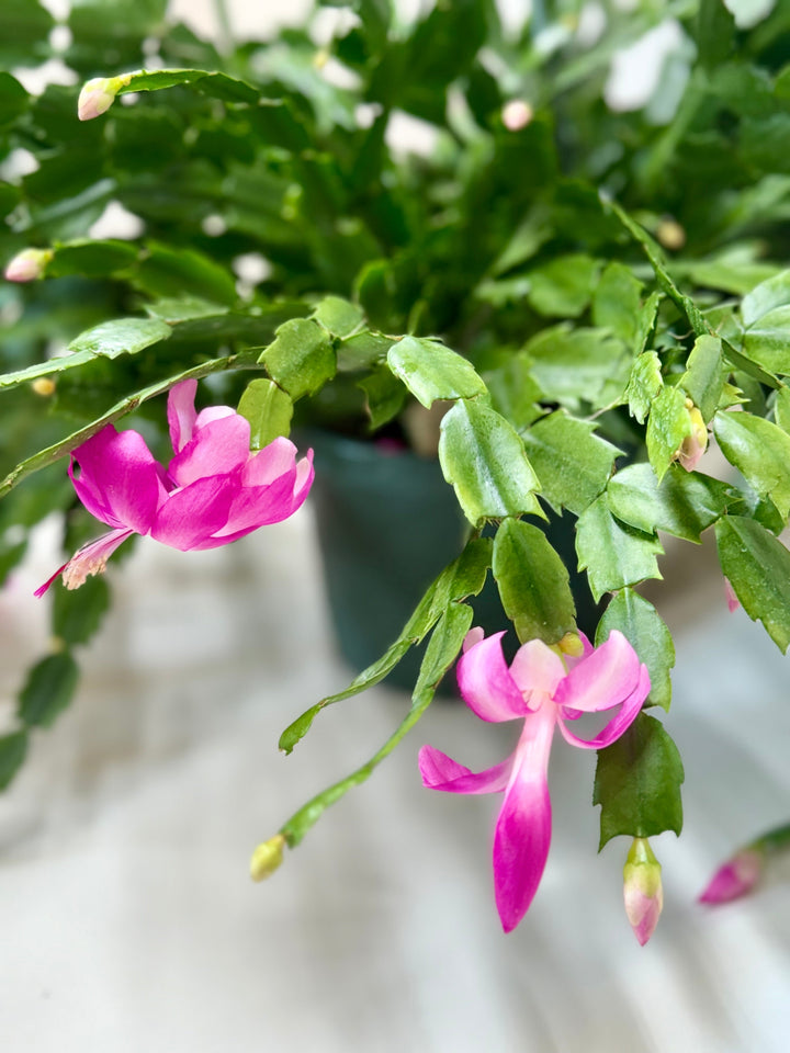 Zygocactus &