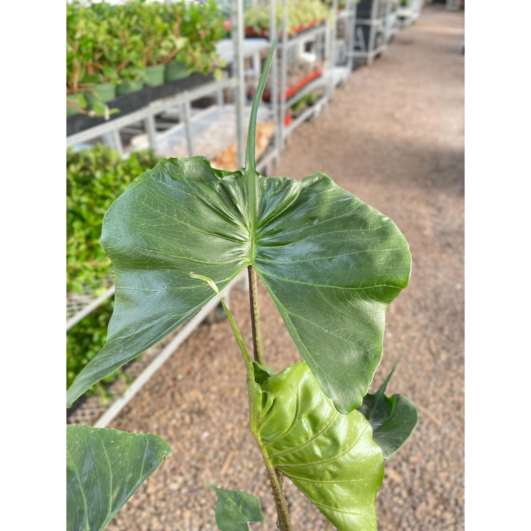 Alocasia macrorrhizos &