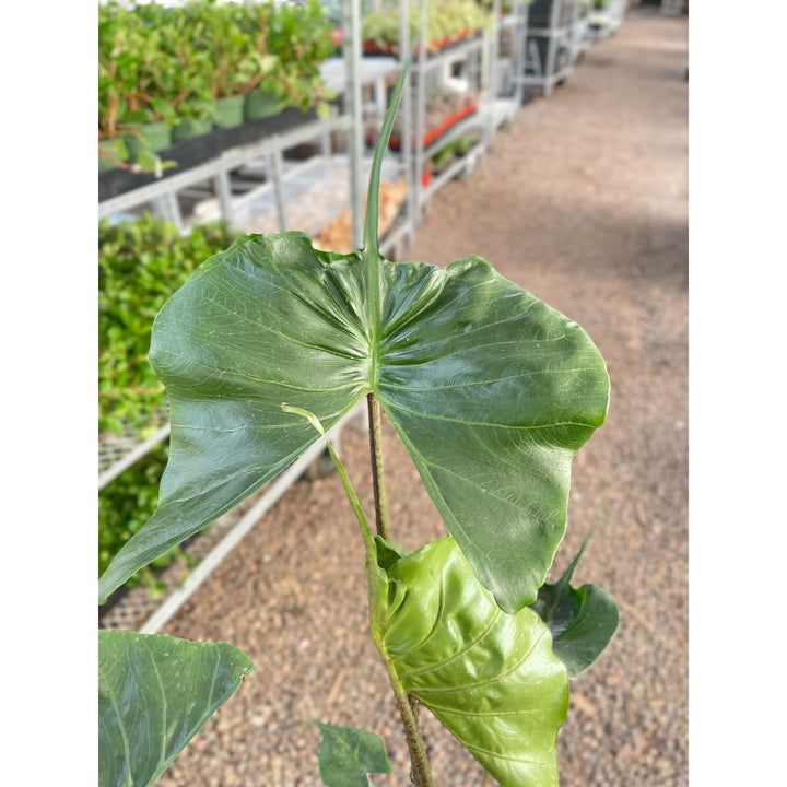 Alocasia macrorrhizos &