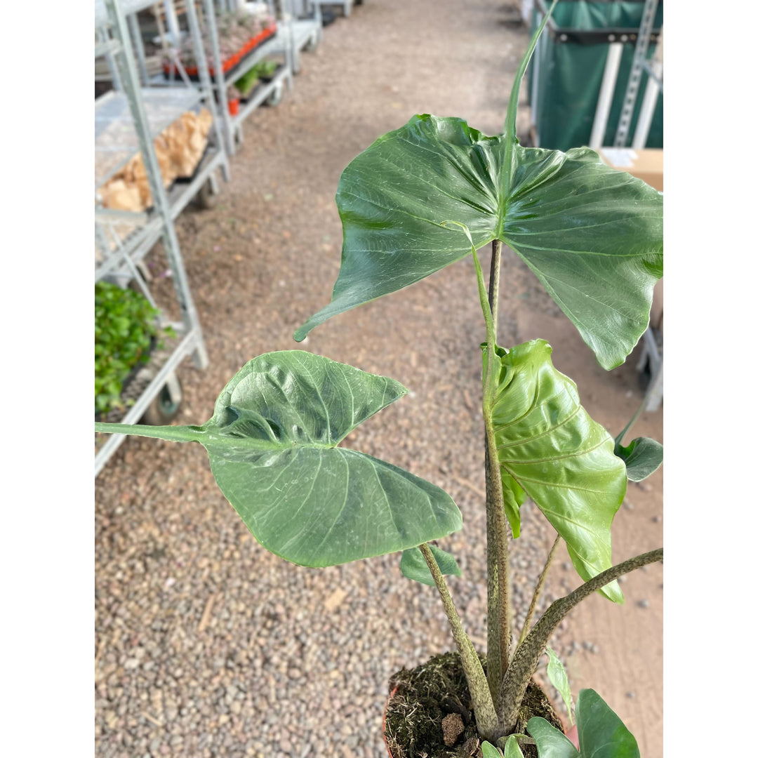 Alocasia macrorrhizos &