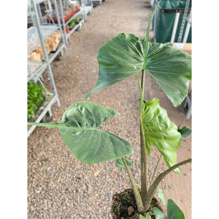 Alocasia macrorrhizos &